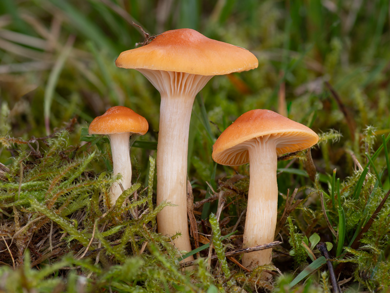 Hygrocybe pratensis